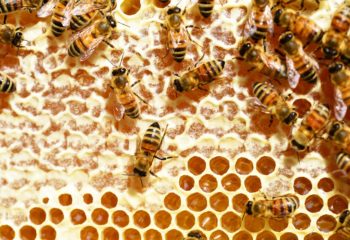 bees-345628_1280